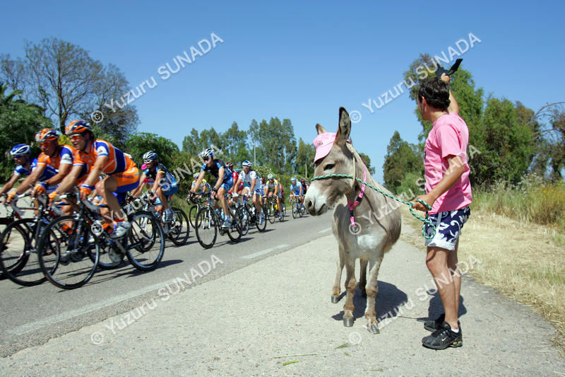 Sardinian donkey007p.jpg